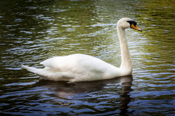 Beautiful majestic white swan in water.