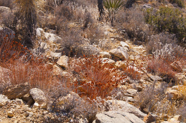 istock Mojave Desert - Joshua Tree National Park Landscape 1192162944