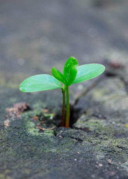 istock Young plant - new life growing in spring 1192163903