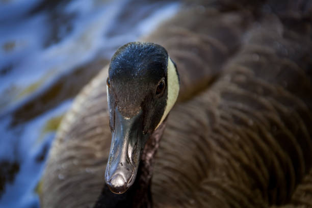 Beautiful majestic Canada goose in water.