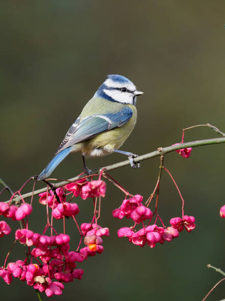 istock Blue tit, Cyanistes caeruleus 1192165378