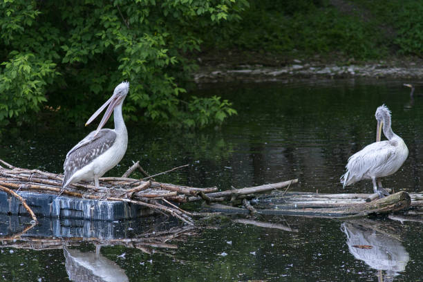 istock pelicans in the pond 1192165381