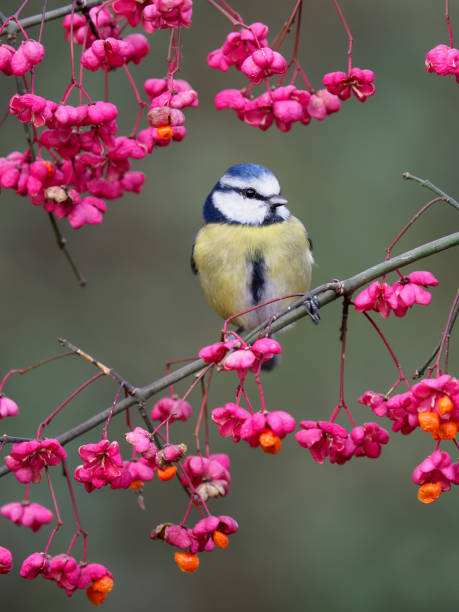 istock Blue tit, Cyanistes caeruleus 1192165384