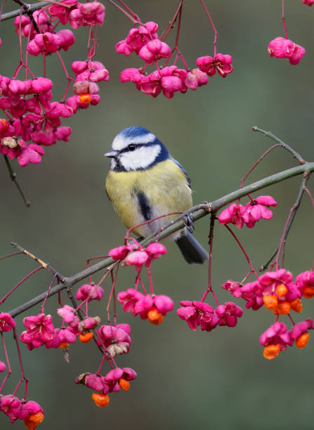 istock Blue tit, Cyanistes caeruleus 1192165387