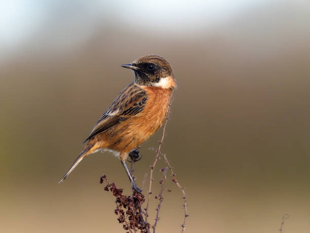 istock Stonechat, Saxicola rubicola 1192165396