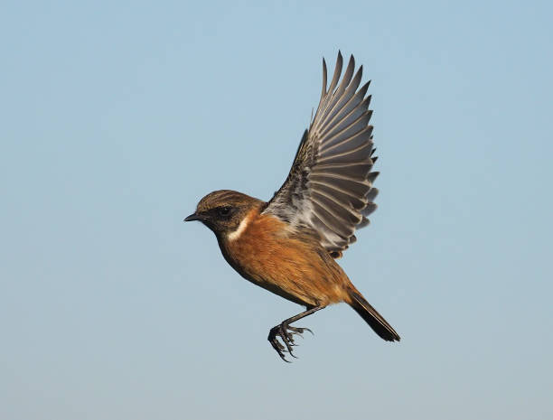 istock Stonechat, Saxicola rubicola 1192165453