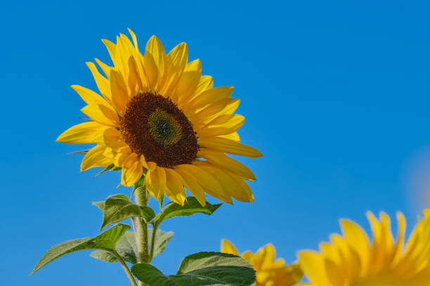 istock head of a sunflower against blue cloudless sky 1192165978