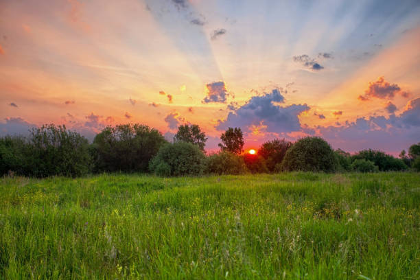 istock Sunset in summer field 1192165999