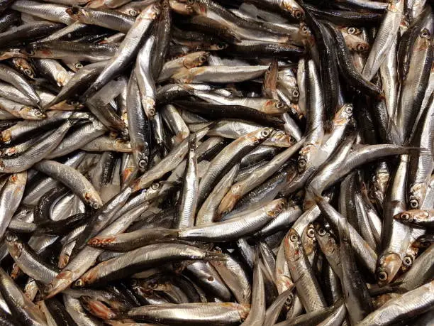 A bunch of European smelt fish on the counter on the market. Fresh herring pattern.