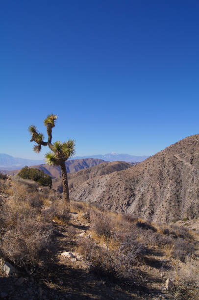 istock Mojave Desert - Joshua Tree National Park Landscape 1192167807