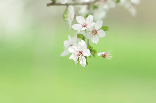istock Blossoming tree brunch with white flowers on a green background. Blossom branches in springtime 1192167929