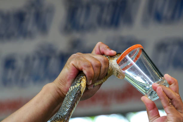 Milking cobra snake venom in Thailand