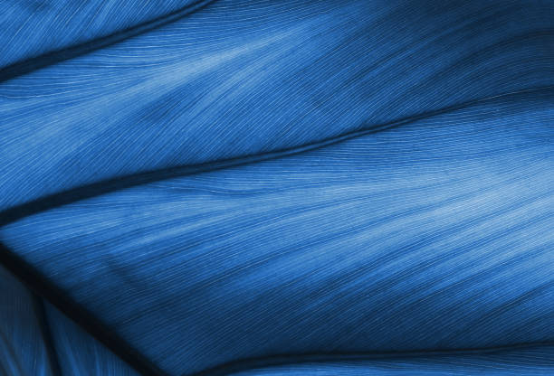 istock Classic Blue leaf texture with veins. Trend color of 2020 1192168143
