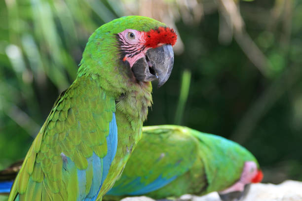 istock Green parrot singing in the woods 1192168271
