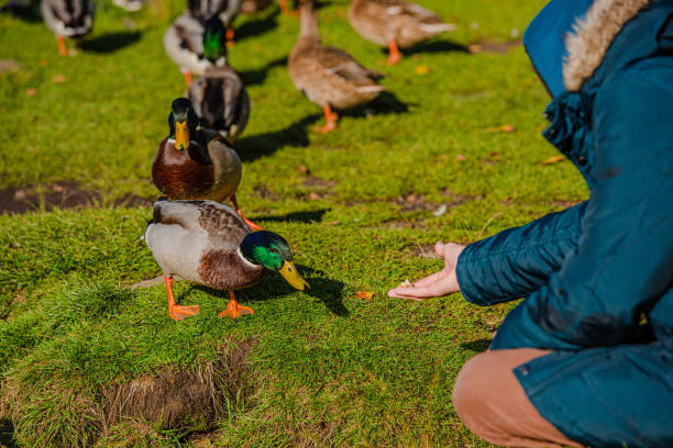 istock Hand feeding a mallard, Anas platyrhynchos, by a pond. 1192169164