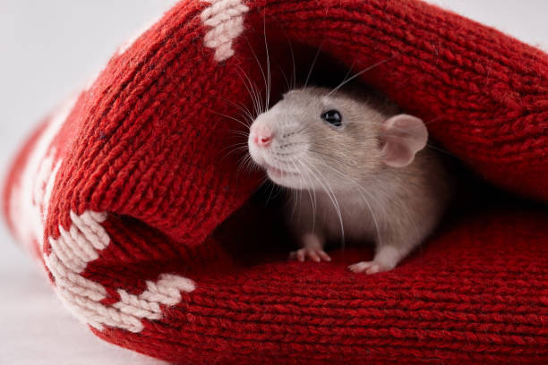 istock Rat in red Christmas winter sweater 1192170658