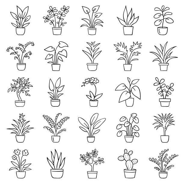 House plants Set of simple images of house plants in pots. Doodle icon set. Hand drawn vector illustration. inflorescence stock illustrations
