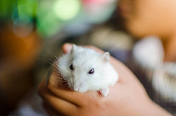 istock a White fluffy hamster in a closed hand 1192175346