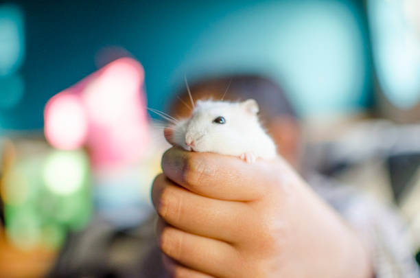 istock The head of a white fluffy hamster 1192175348
