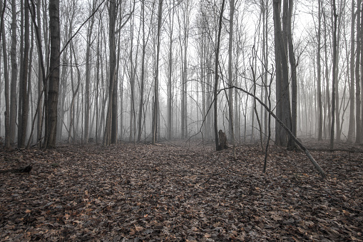 Haunted And Enchanted Foggy Forest Landscape