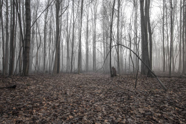 Haunted And Enchanted Foggy Forest Landscape Winding path through a dark fog shrouded forest surrounded by bare trees. forest floor stock pictures, royalty-free photos & images