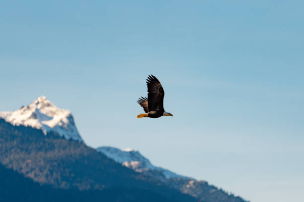 istock Close-up of Bald Eagle in flight in Canada 1192183695