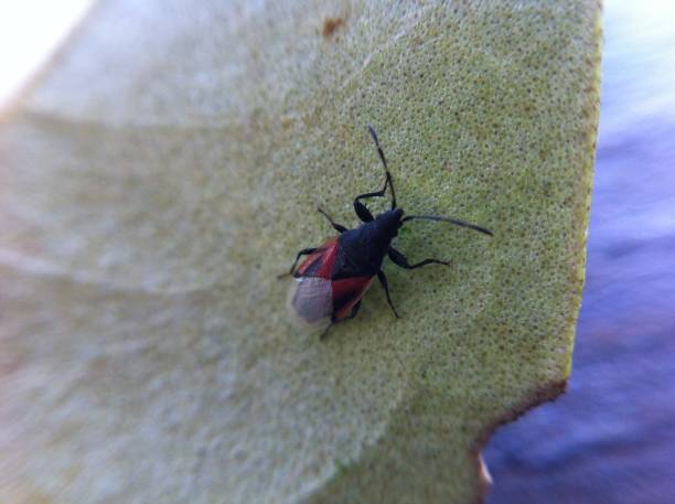 花の葉の葉の昆虫 - ladybug insect leaf beetle ストックフォトと画像