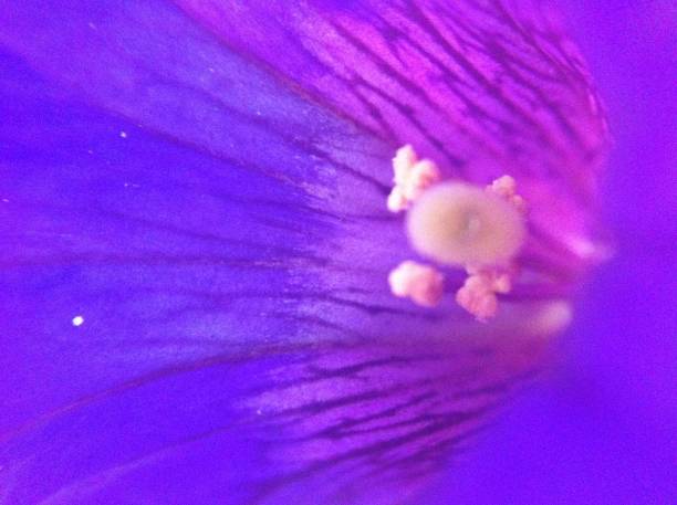 istock flower purple close 1192184627