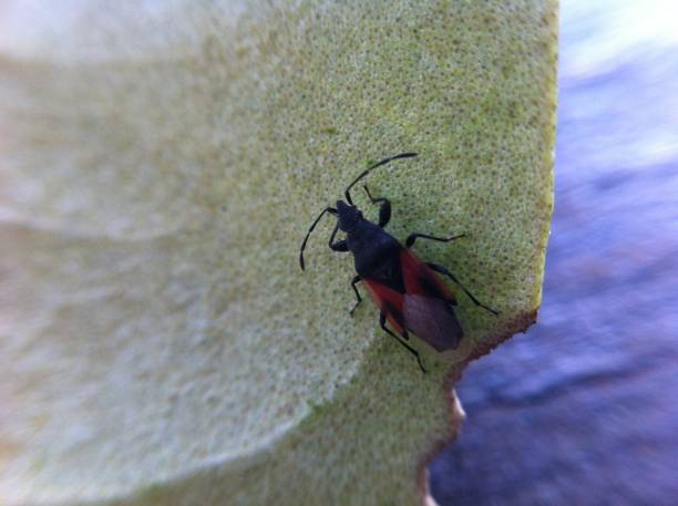 la feuille de fleur laisse l'insecte - ladybug insect leaf beetle photos et images de collection