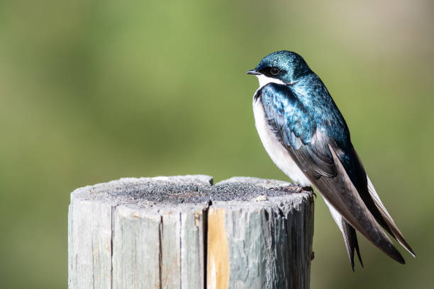 istock Tree Swallow Perched on an Old Weathered Wooden Fence Post 1192185518