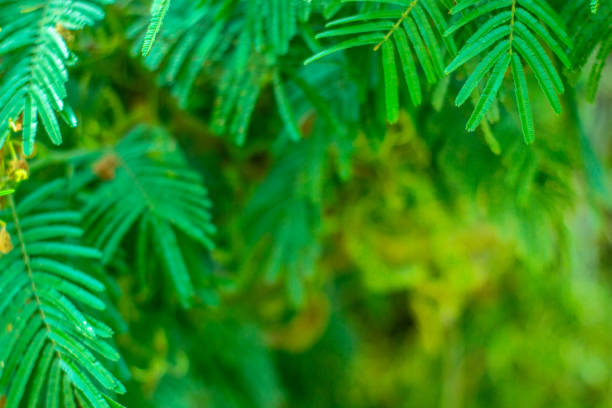 istock Closeup nature view of green leaf view Background selective focus 1192187226