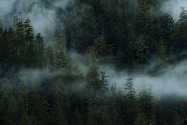 istock Dark and dramatic scene with fog and clouds above forest in Canada 1192187288