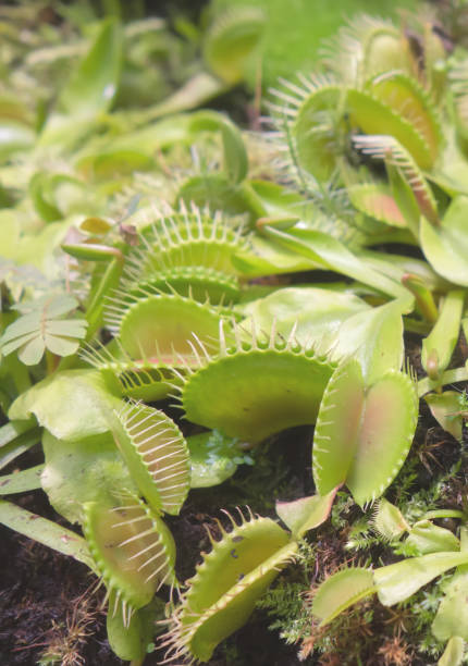 Photo of Carnivorous plant predator Venus flytrap