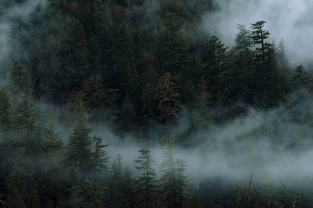 istock Dark and dramatic scene with fog and clouds above forest in Canada 1192188968