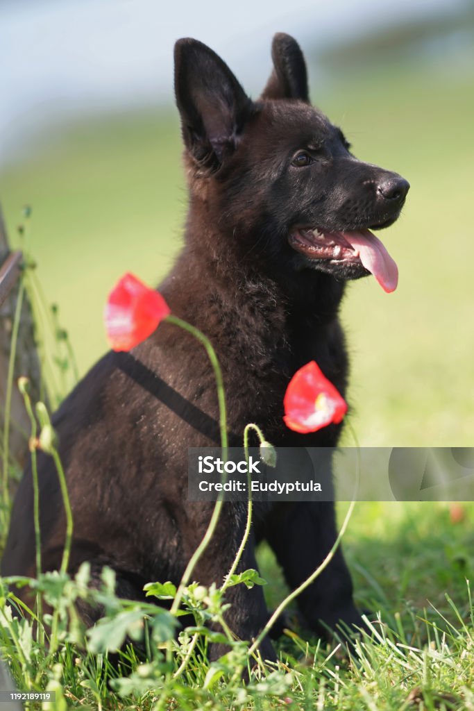 Cute Shorthaired Black German Shepherd Puppy Sitting On A Green Grass  Posing With Red Poppy Flowers In Summer Stock Photo - Download Image Now -  iStock