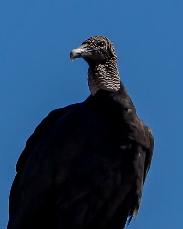 Black eagle standing on a pole along the Stuart highway in South Australia.