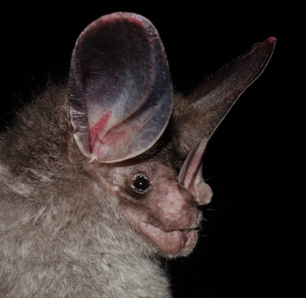 istock The big-eared woolly bat or (Peter's) woolly false vampire bat 1192190317
