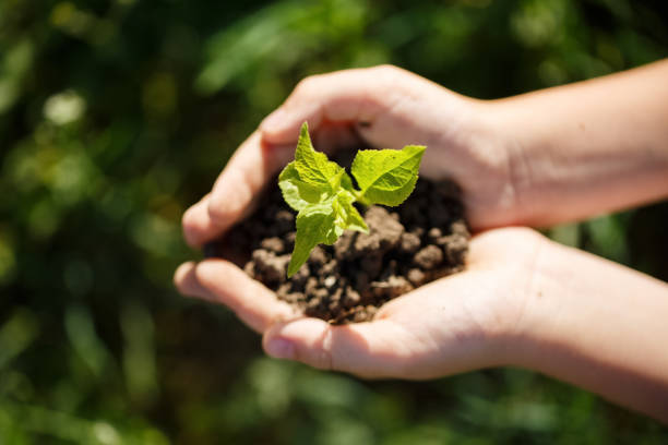 istock Young green sprout with earth on hands 1192190353