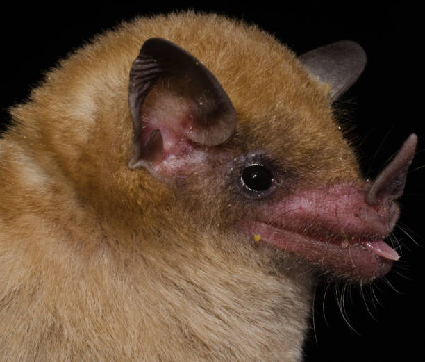 istock Brazilian Cerrado Bat 1192191416