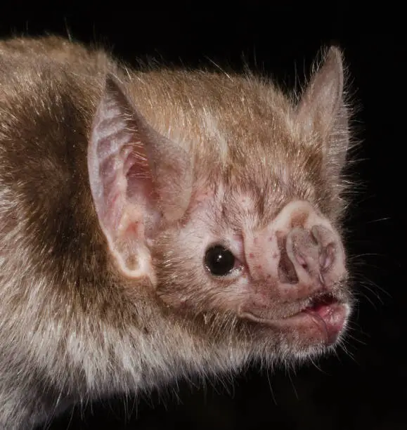 Photo of The common vampire bat (Desmodus rotundus) is a small, leaf-nosed bat native to the Americas. It is one of three extant species of vampire bat.