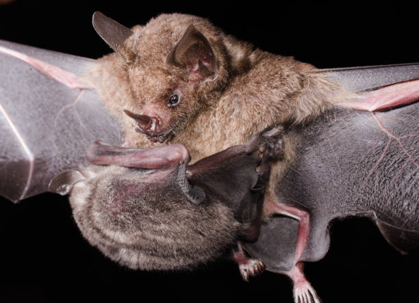 istock Young bat sucking on his mother. 1192192184