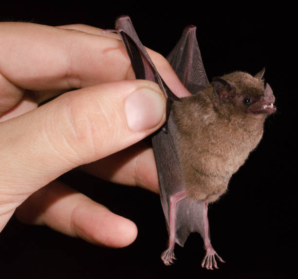 istock Pallas's long-tongued bat 1192192189