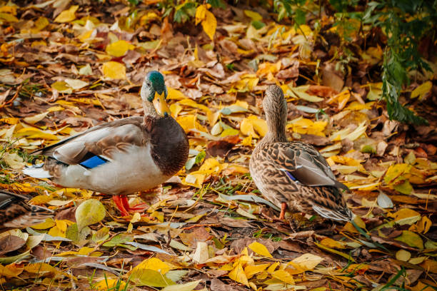 A flock of wild ducks in autumn nature.