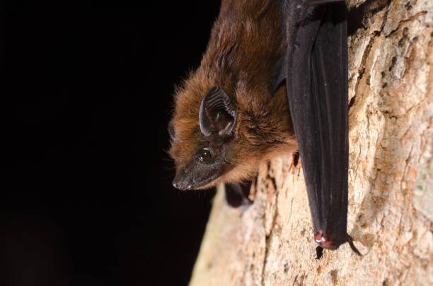 istock The chestnut sac-winged bat, or Wagner's sac-winged bat 1192192251