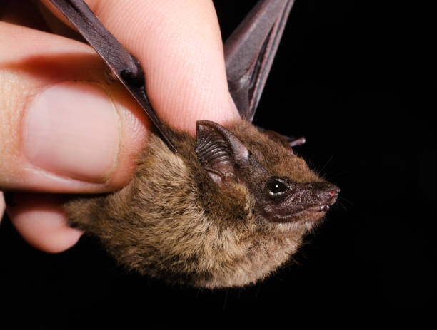 istock The lesser sac-winged bat or lesser white-lined bat 1192192343