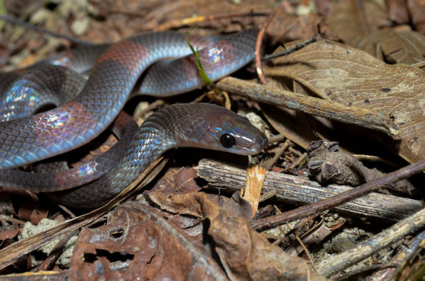 istock Brazilian calico Snake 1192194261