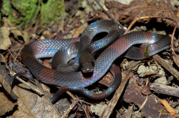 Brazilian Calico Snake Stock Photo - Download Image Now - Animal, Animal  Wildlife, Animals In The Wild - iStock