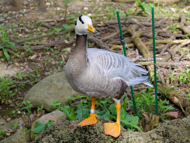 istock Bar Headed Goose at Cleveland Zoo.  Anser Indicus 1192199289
