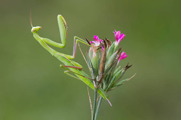 Mantis - Mantis religiosa green animal sitting on a blade of grass in a meadow. Wild foto