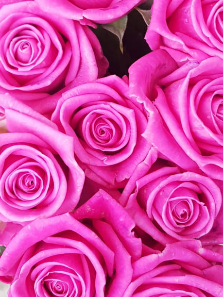 istock CU Pink roses, London, United Kingdom 1192201113